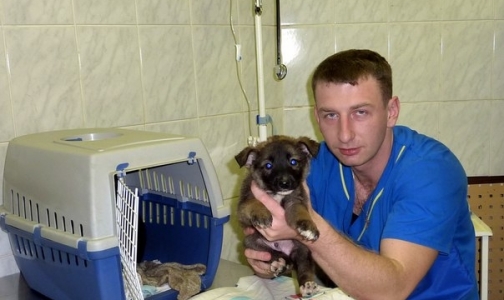 Осужденный из-за кетамина петербургский ветеринар освобожден досрочно