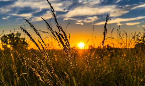 8 проблем со здоровьем, которые финны предлагают лечить травами