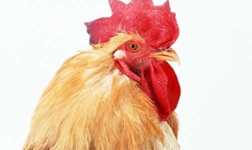 ВОЗ назвала новый штамм «птичьего гриппа» H7N9 самым смертоносным из всех