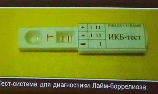 Ученые создали первый в России экспресс-тест на клещевые инфекции