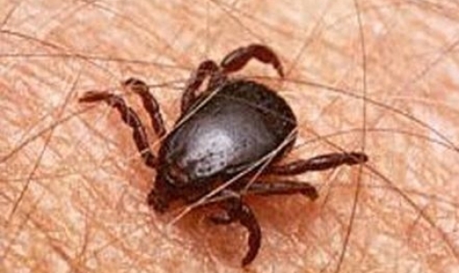 Если вас укусил клещ, вытащите его и сохраните