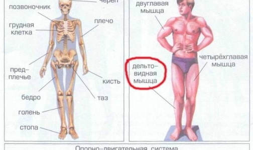 В школьном учебнике «Окружающий мир» нашли грубые анатомические ошибки