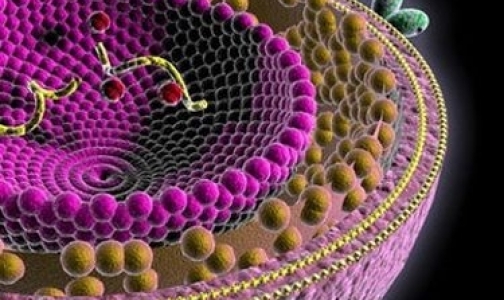 Ученые обнаружили самый опасный для россиян вариант ВИЧ