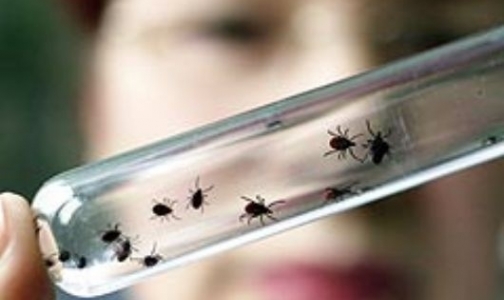 Роспотребнадзор: Из-за потепления просыпаются клещи, но сделать прививку от энцефалита еще не поздно