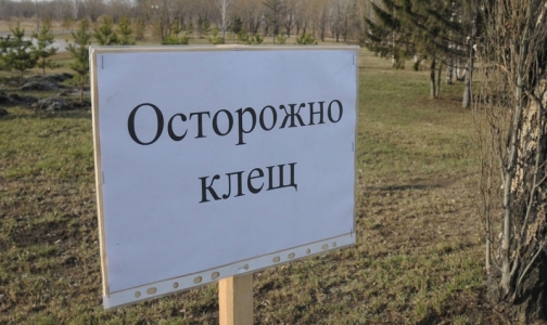 В Петербурге больше 250 человек заразились «клещевыми» инфекциями