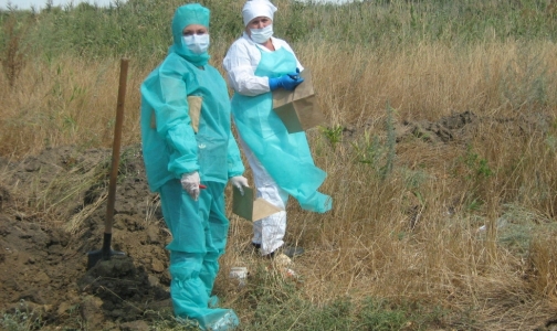 В Ростове два фермера заразились сибирской язвой