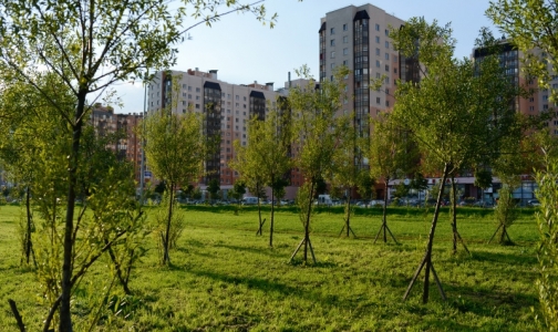 В Петербурге госпитализировали рекордное число пациентов с клещевым энцефалитом