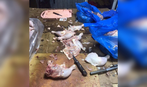 В Приморском районе Петербурга нашли подпольный цех по заготовке мяса для шавермы