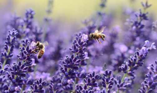 Пчел научили определять коронавирус мгновенно: им помогает любовь к сахару и язычок