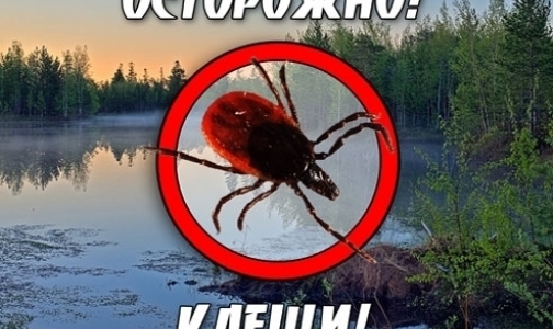 В каких регионах, близких к Петербургу, клещи кусают чаще