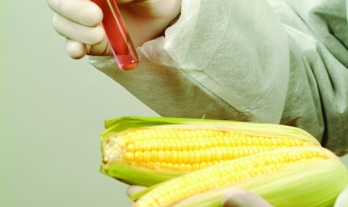 Петербургские ученые выступают в защиту трансгенных продуктов