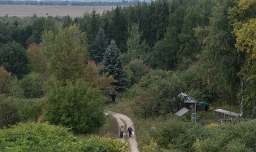 В Петербурге госпитализировали первых жертв борщевика