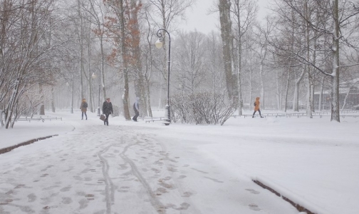 Восемь петербуржцев пострадали от клещей на территории города