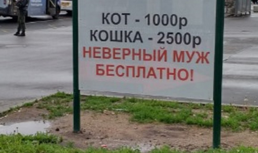 Петербургскую ветклинику накажут за предложение бесплатно кастрировать неверного мужа